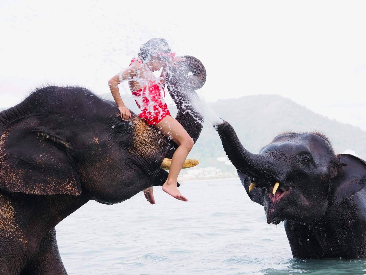 Swim with baby elephants on the beach..Must Do!! Mr.Kot Phuket Tour