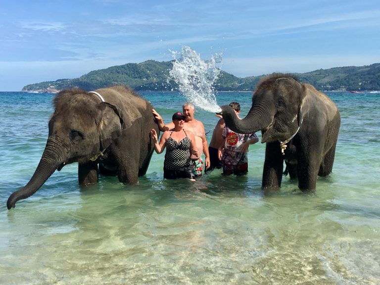 Swim With Baby Elephants On The Beach Must Do Mr Kot Phuket Tour